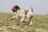 LAGOTTO 092